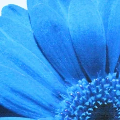 Bold Daisy Flower Blue Throw Pillow 19x19